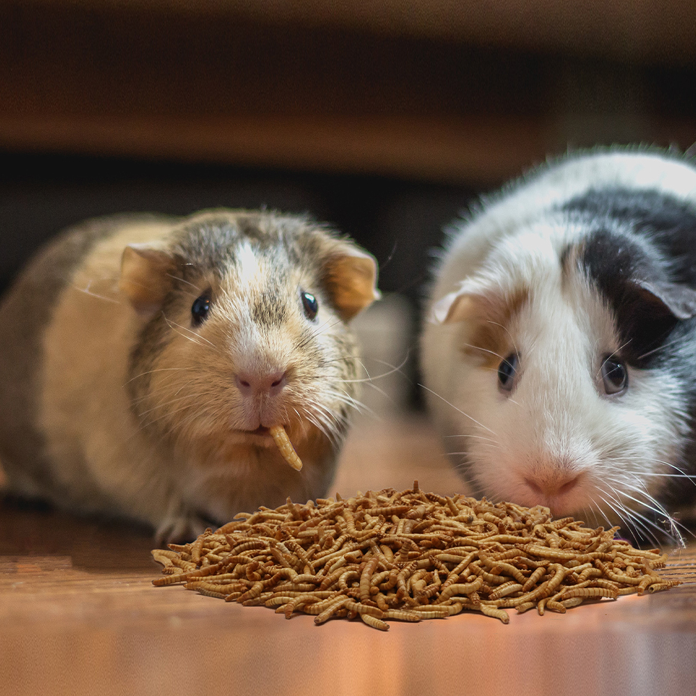 FREEZE DRIED MEALWORM