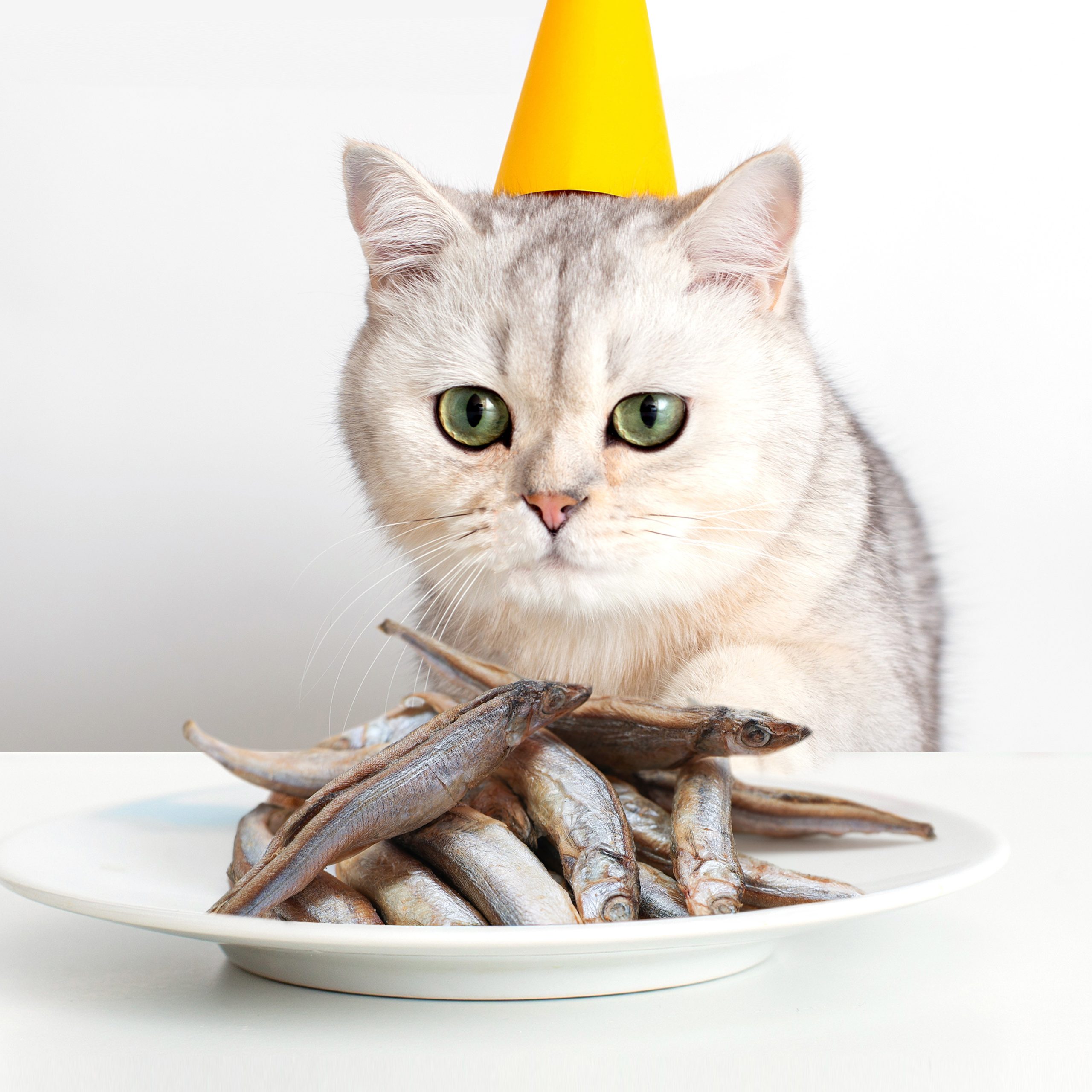 WHAT IS SUITABLE FOR YOUR FURRY FRIEND TO EAT? (Popular Science Suggestion)