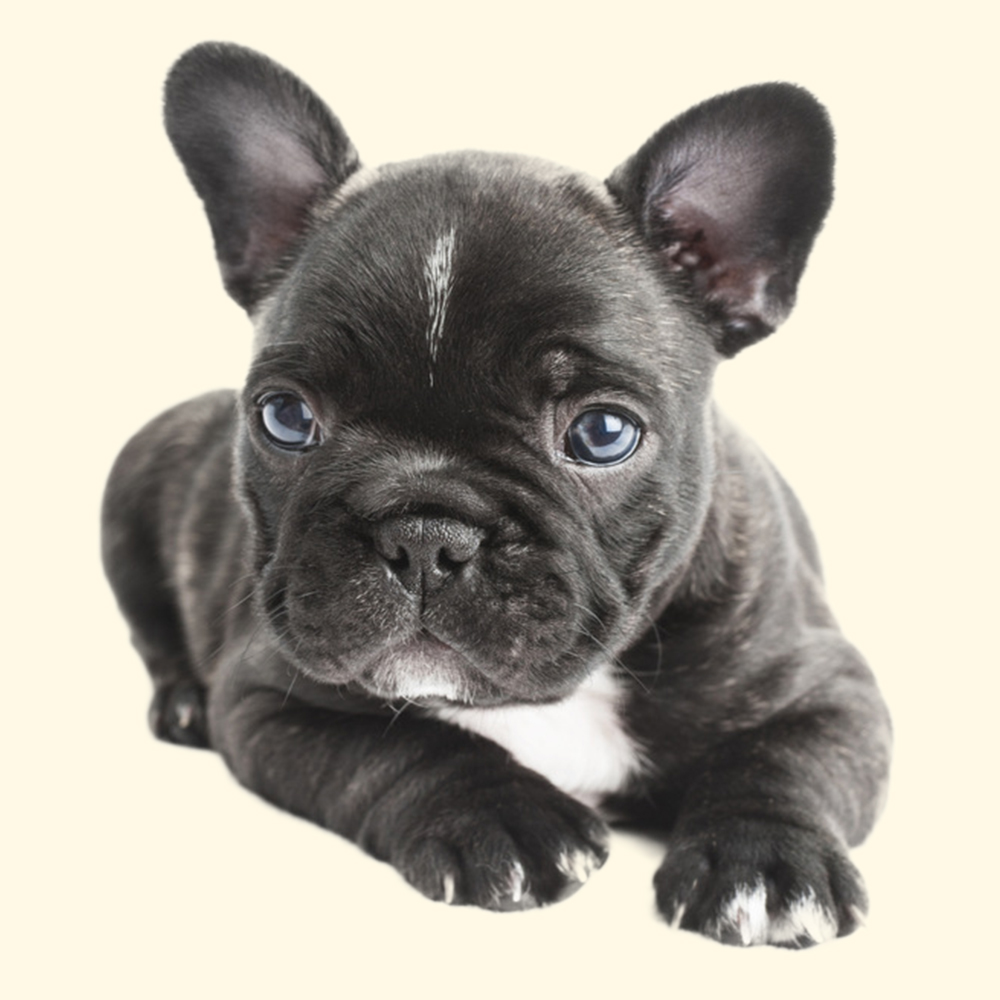 WARM TIPS FOR SHORT NOSED DOG BREED RESPIRATORY PROBLEMS