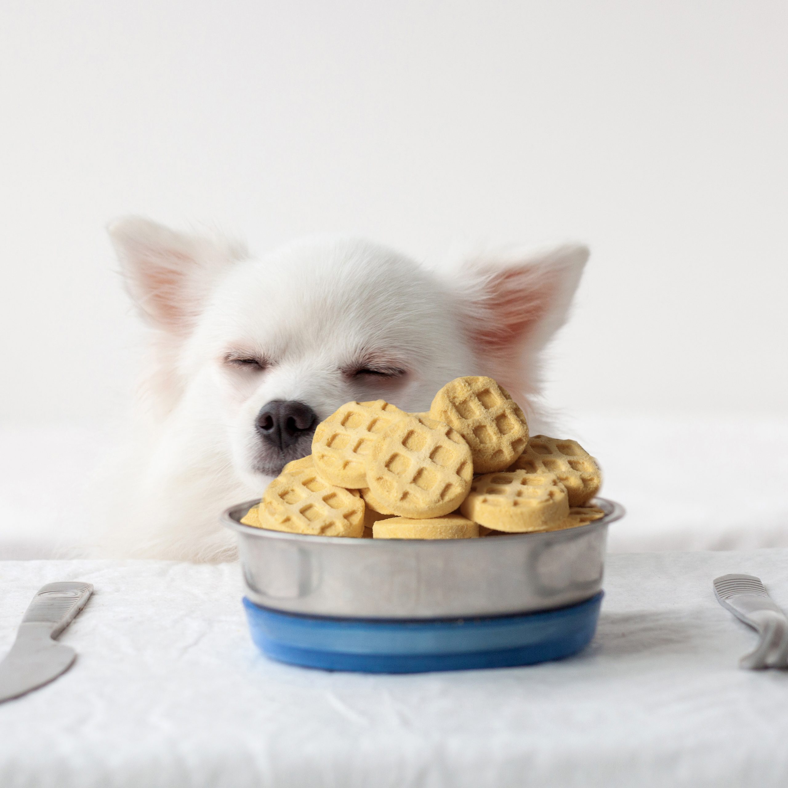 FREEZE DRIED MEAT WAFFLE (PUMPKIN FLAVOR)